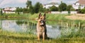 Alsatian Wolf Dog Sitting Near Lake. Brown German Shepherd Dog Sitting In Green Summer Grass Near Lake. Panorama