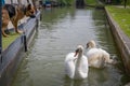 Alsation dog watching swans on canal Royalty Free Stock Photo