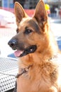 Alsation or German Shepherd dog Royalty Free Stock Photo