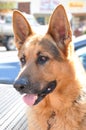 Alsation or German Shepherd dog