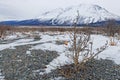 Alsek Valley desolated landscape and a small tree