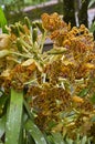 Large inflorescence of Tiger Orchid plant, Grammatophyllum speciosum, bearing multiple flowers