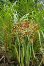 Flowering Tiger Orchid, Grammatophyllum speciosum, cultivated as a terrestrial plant, with floral stalks carrying many flowers