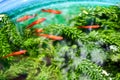 Moonfish and green weed in water tank