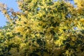 Selective blur Flowers of acacia dealbata, blooming with their yellow heads, on a wattle tree.