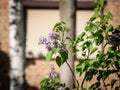 Selective blur on the purple flowers of a common lilac, or lilym blooming in a garden in spring.