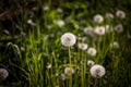 Selective blur on white fluffy dandelion flowerheads, dried, with seed ready to be spread in the air, in summer, in a field. Royalty Free Stock Photo