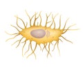 Osteocyte. Bone cell illustration isolated Royalty Free Stock Photo