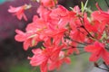 Rhododendron simsii Planch Royalty Free Stock Photo