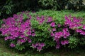 Rhododendron simsii Planch Royalty Free Stock Photo