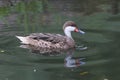 White Cheeked Pintail Duck