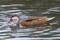 White Cheeked Pintail Duck