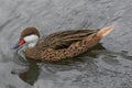 White Cheeked Pintail Duck