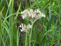 Carolina redroot (Lachnanthes caroliana)