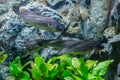 Boesemania microlepis in aquarium fish tank Royalty Free Stock Photo