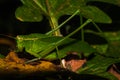 A Katydid On A Leaf