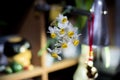 Narcissus flower arrangement 2