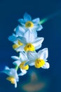 Narcissus tazetta L. var. chinensis Roem.