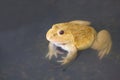 Also known as the Common Water Frog , sits on wood. Edible frogs are hybrids of pool frogs and marsh frogs. Royalty Free Stock Photo