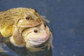 Also known as the Common Water Frog , sits on wood. Edible frogs are hybrids of pool frogs and marsh frogs. Royalty Free Stock Photo