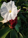 close up picture of a pure white flower of the Malay ginger also known as costus speciosus with dark green leaves Royalty Free Stock Photo