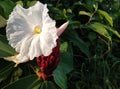 white flower of the Malay ginger aka costus speciosus with dark green leaves Royalty Free Stock Photo