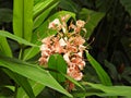 Kahili Ginger (Hedychium gardnerianum)