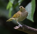 Yellow Spotted Honeyeater in Australia Royalty Free Stock Photo