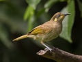 Yellow Spotted Honeyeater in Australia