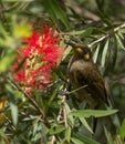 Yellow Spotted Honeyeater in Australia Royalty Free Stock Photo