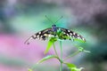 It is also known as the lime butterfly, lemon butterfly and lime swallowtail. because its host plants are usually citrus species Royalty Free Stock Photo