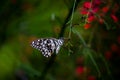 It is also known as the lime butterfly, lemon butterfly and lime swallowtail. because its host plants are usually citrus species. Royalty Free Stock Photo