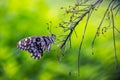 It is also known as the lime butterfly, lemon butterfly and lime swallowtail. because its host plants are usually citrus species Royalty Free Stock Photo