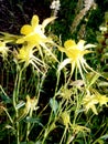 Golden Columbine in the Morning Sunlight