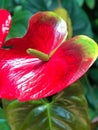 Flamingo Lily (Anthurium Andreanum) - Heart-Shaped Tropical Flower Houseplant Royalty Free Stock Photo