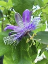 Purple Passion Flower blooms during rainy season in central India