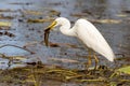 Intermediate Egret in Queensland Australia Royalty Free Stock Photo