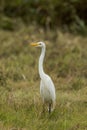 Intermediate Egret in Queensland Australia Royalty Free Stock Photo