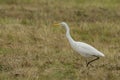 Intermediate Egret in Queensland Australia Royalty Free Stock Photo