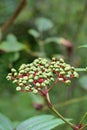 Close-up of unripe green berries of the Leea rubra plant Royalty Free Stock Photo