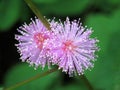 Touch me not flower (Mimosa pudico)