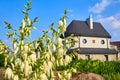 Delicate yellow flower Yucca glauca of the lily family and a small cozy house