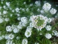 Sweet Alyssum. An ant on the little white flower..