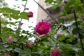 Rosa multiflora Thunb. var. carnea Thory