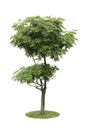 Alstonia Apocynaceae, a two level of decoration tree isolated over white background