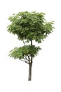 Alstonia Apocynaceae, a two level of decoration tree isolated over white background