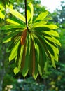Alstonia scholaris Royalty Free Stock Photo