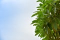Alstonia scholaris leaf Royalty Free Stock Photo