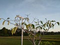 alstonia tree growing in rice field bunds