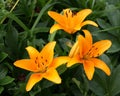 Golden Yellow Lilies